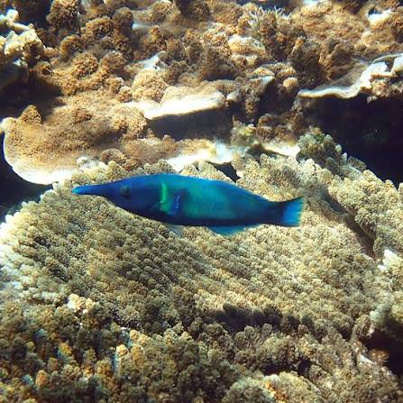 Green Birdmouth Wrasse (Male)