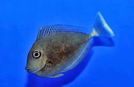 Spotted Unicornfish