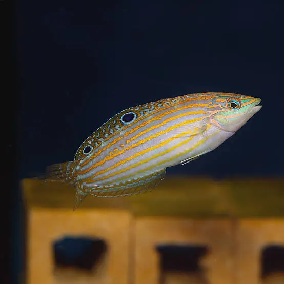 Adorned Wrasse