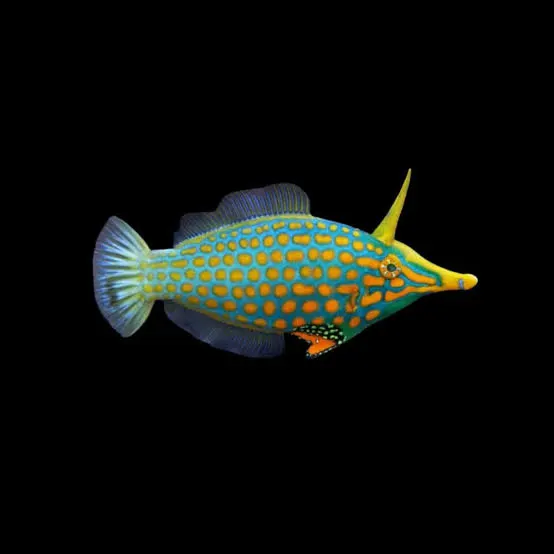 orange spotted filefish