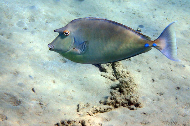 Bluespine Unicornfish