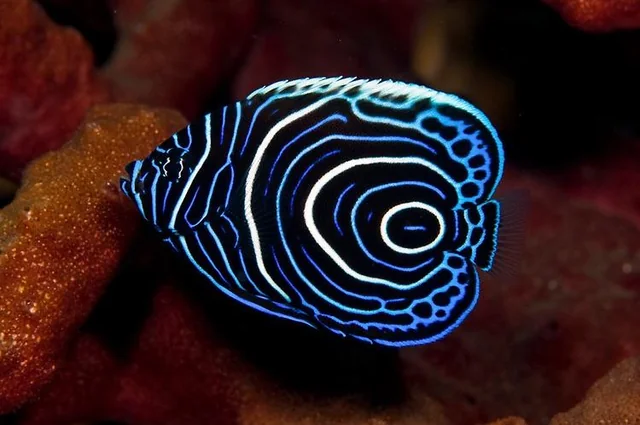 Emperor Angel fish