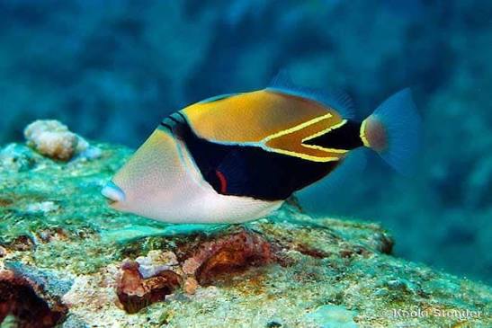 Rectangle Triggerfish