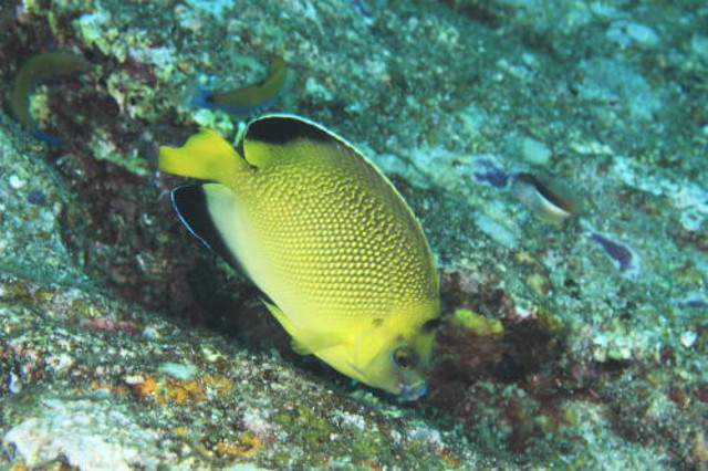 Hybrid Angelfish