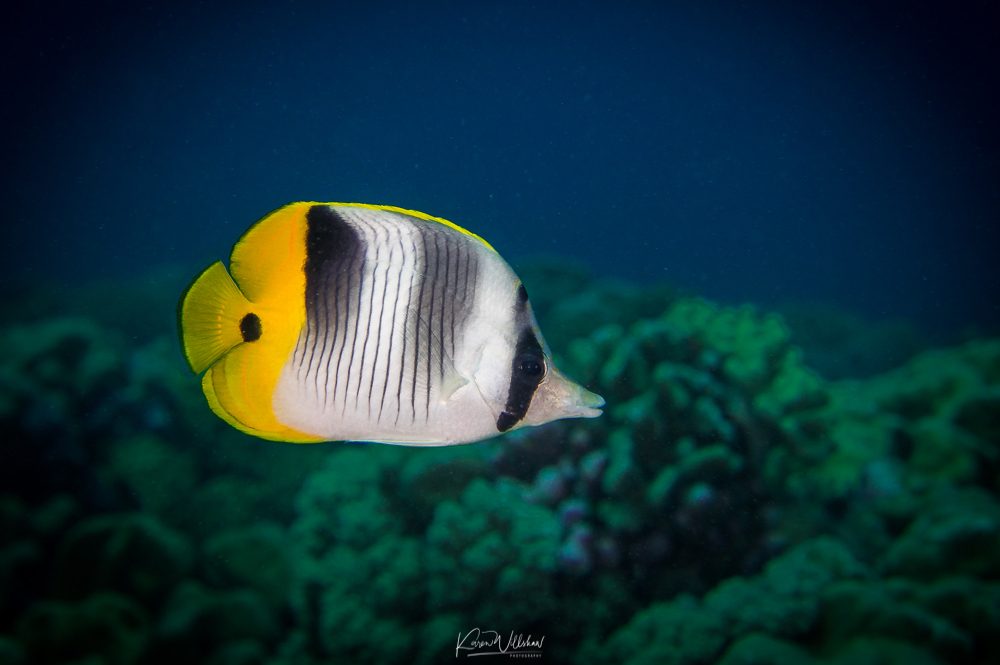 Double Saddle Butterflyfish