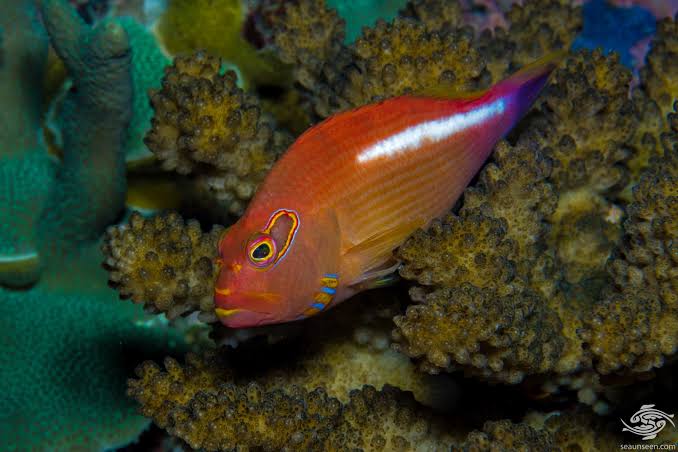 Arc Eye Hawkfish