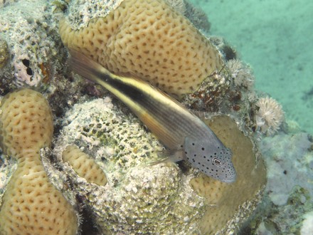 Blackside hawkfish