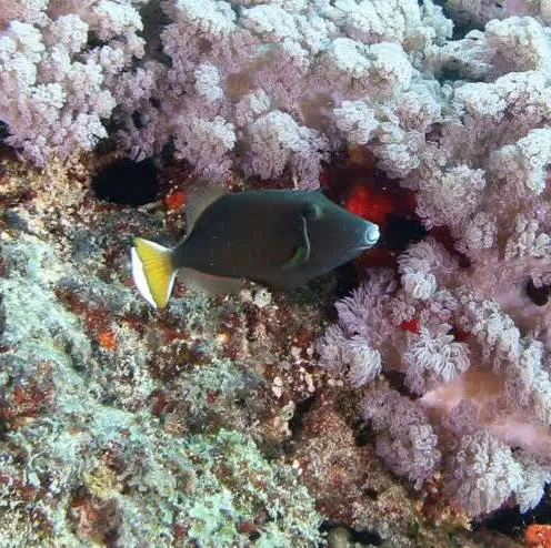 Halfmoon Triggerfish