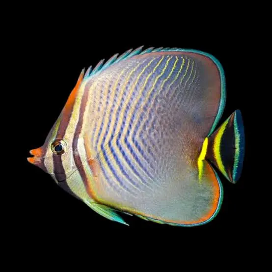 Triangular Butterflyfish