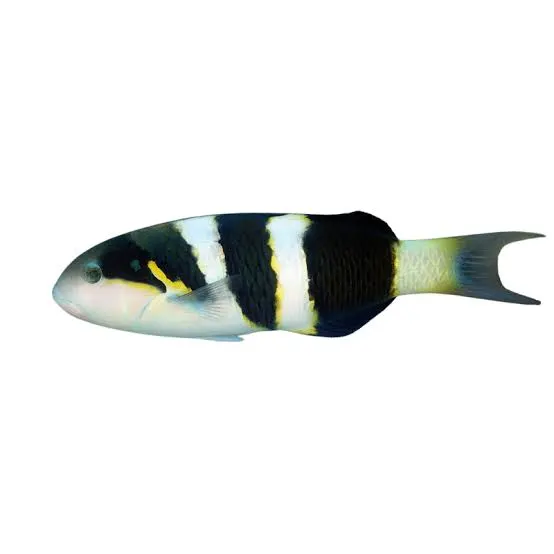 Jansen's Wrasse