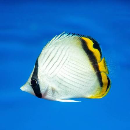 Vagabond Butterflyfish