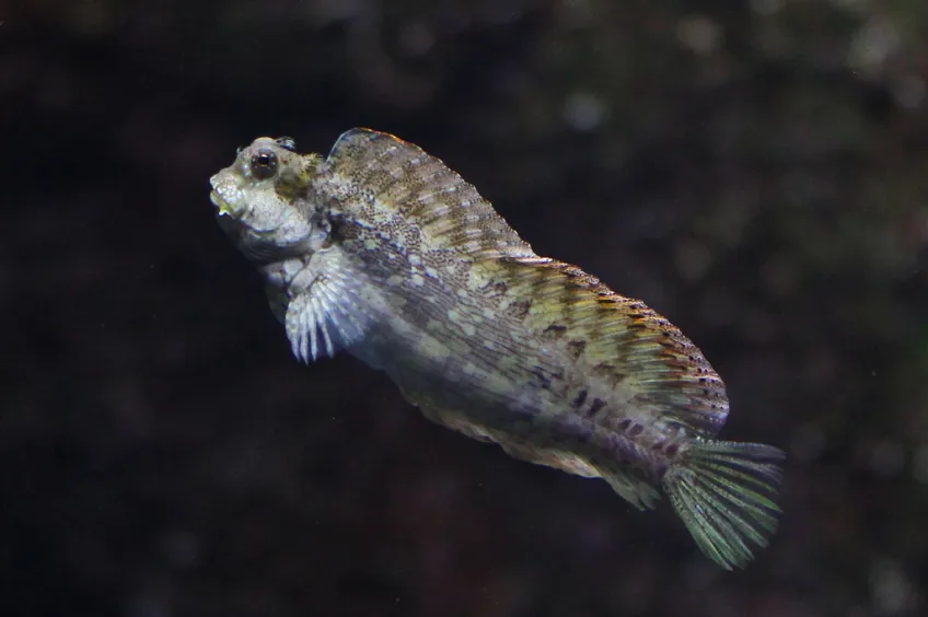 Algae Blenny