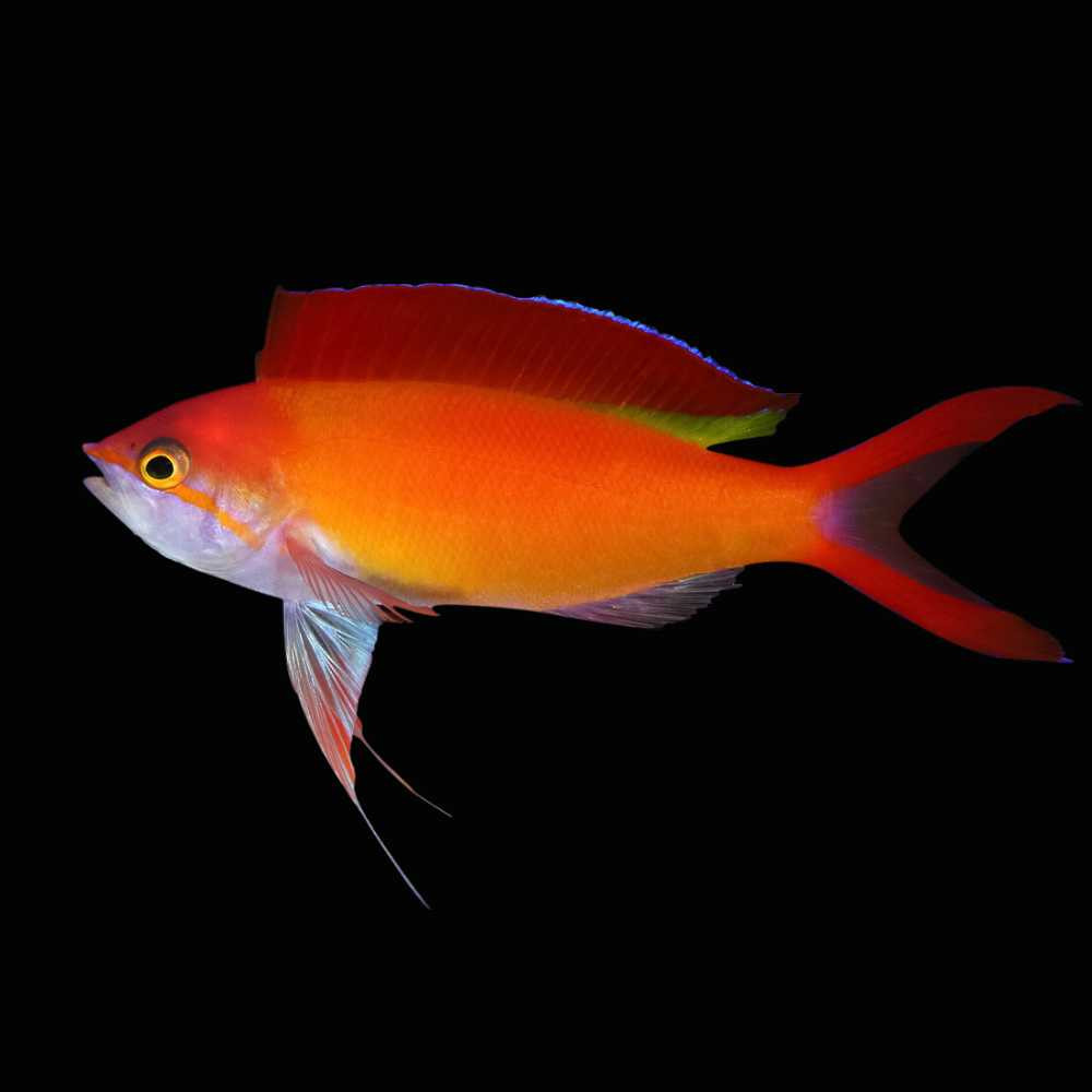Flame Anthias / Flame Basslet