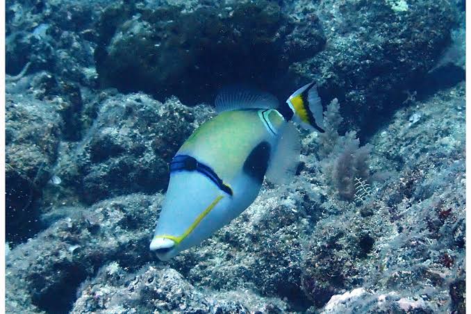 Lunula Triggerfish