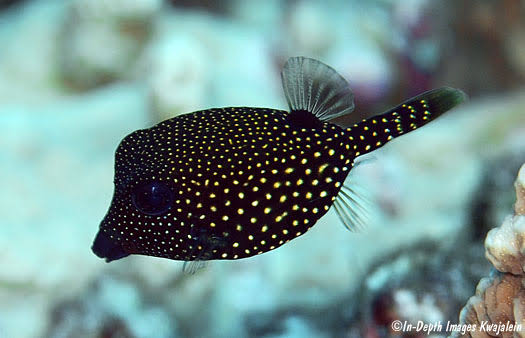 Spotted Boxfish