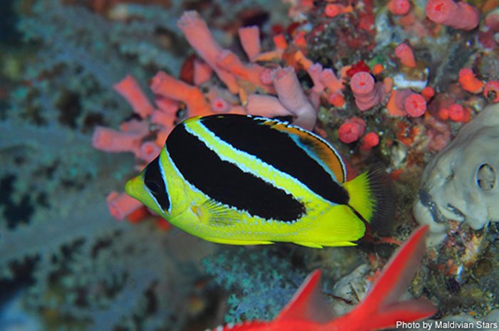 Indian Butterflyfish
