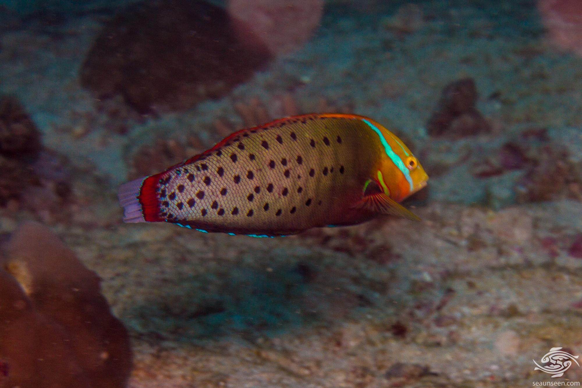 Queen Wrasse, (Adult)