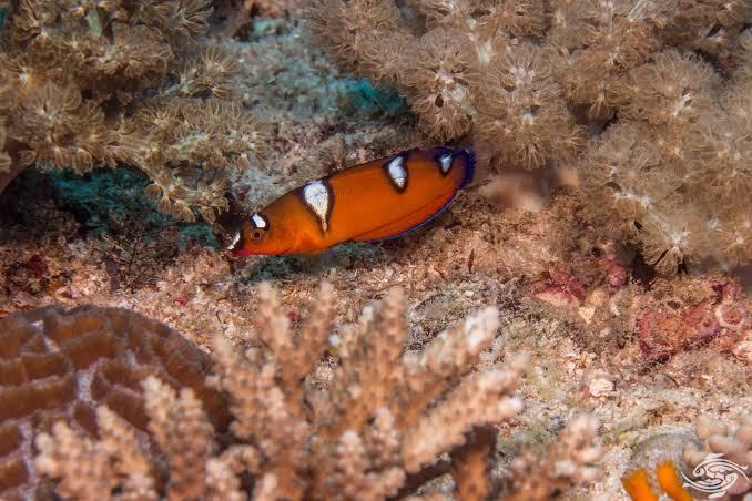 African coris (Juvenile)