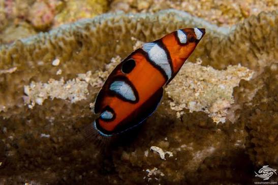 Queen Wrasse (Juvenile)