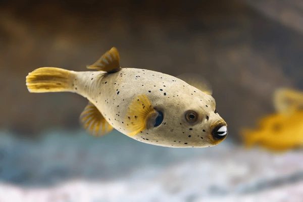 Blackspotted Yellow Puffer Fish
