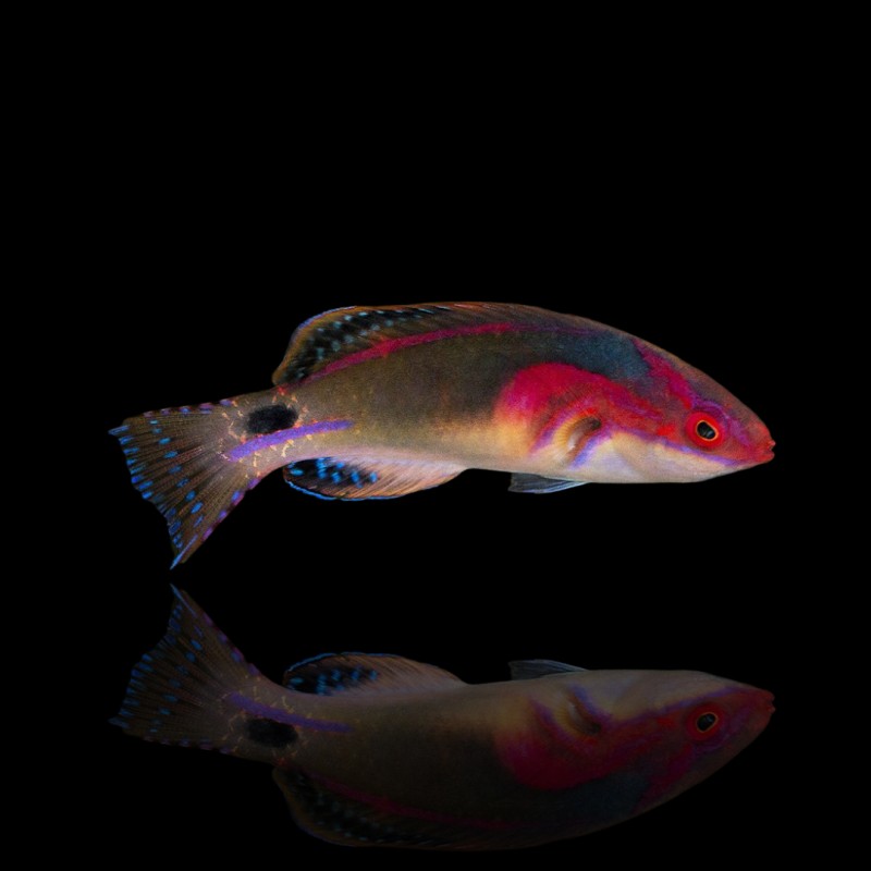 Exquisite Wrasse