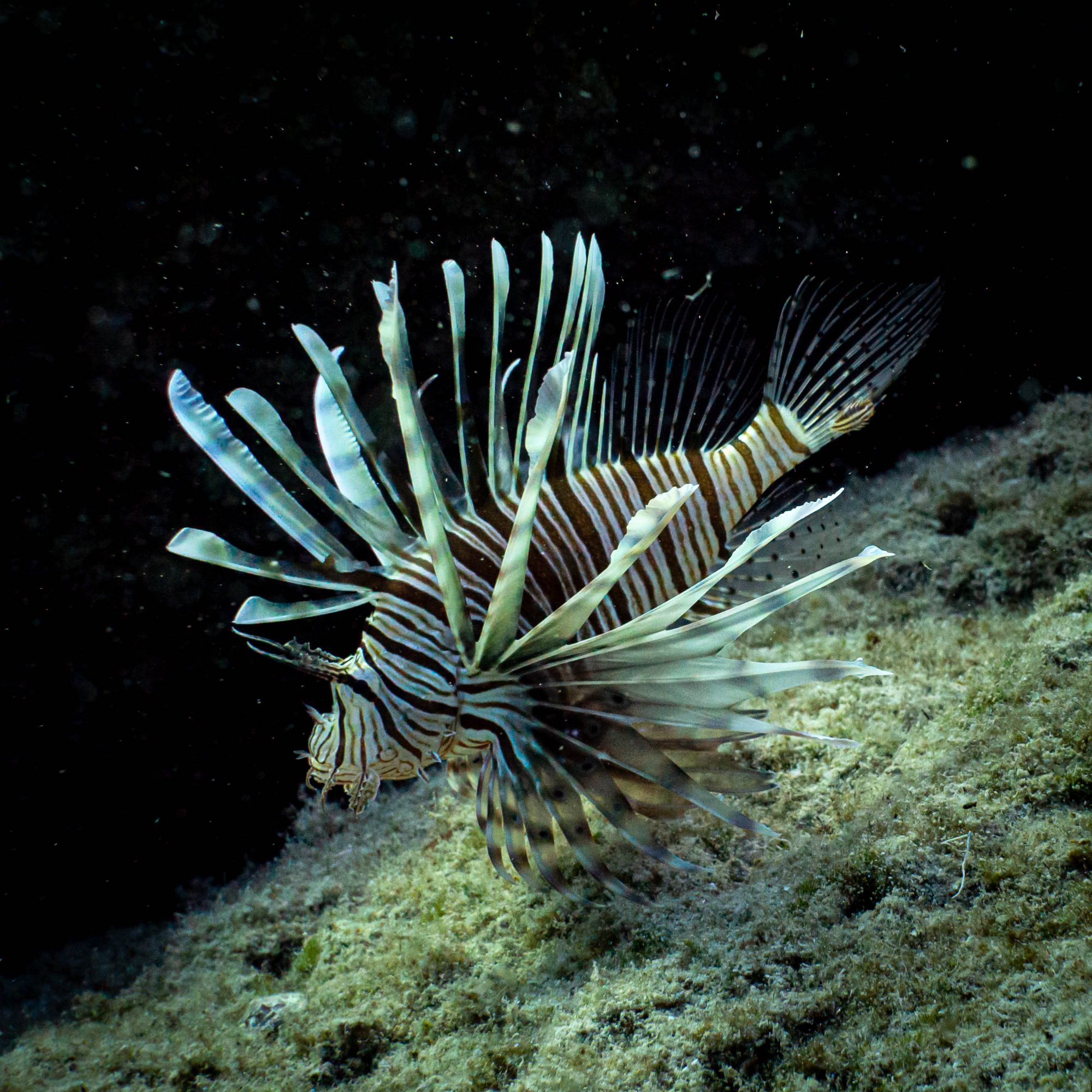 Devil firefish