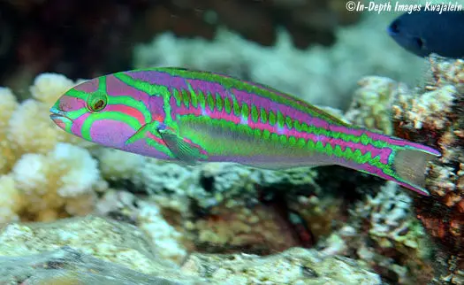 Red-ribbon Wrasse