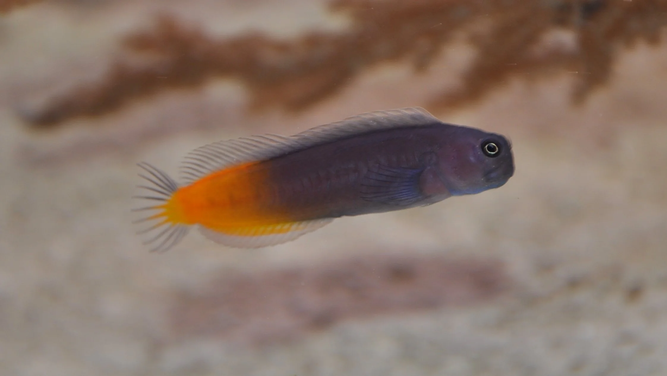Two-Coloured Blenny