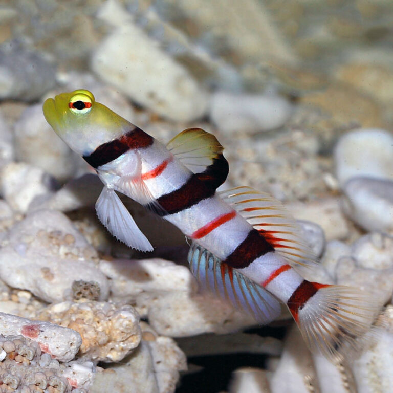 Dracula Shrimp Gobby