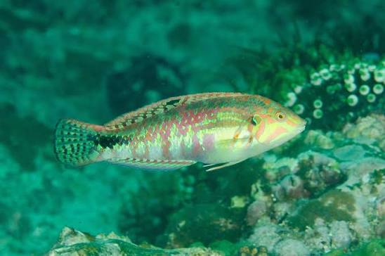 Nebulous Wrasse