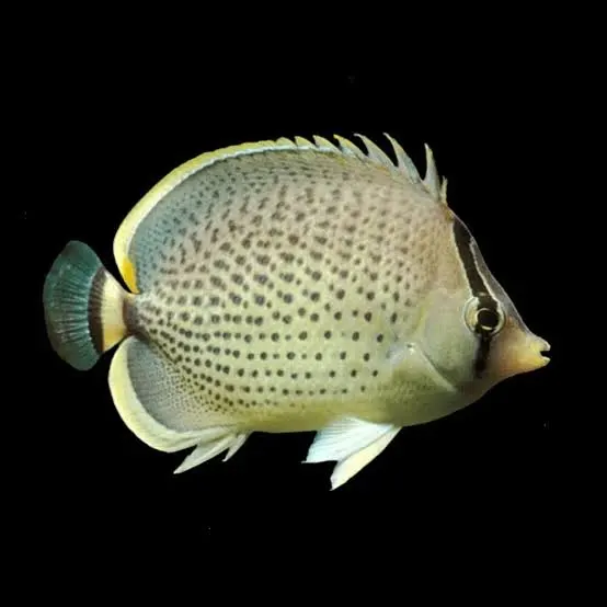Spotted Butterflyfish