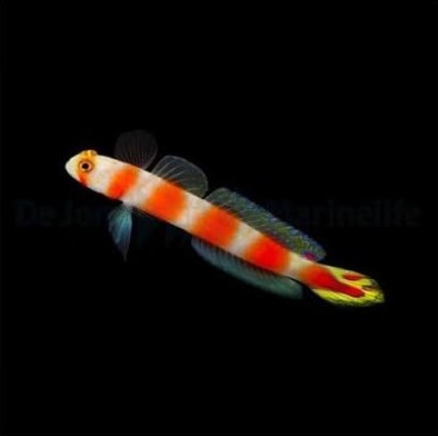 Pink-bar Shrimp Goby