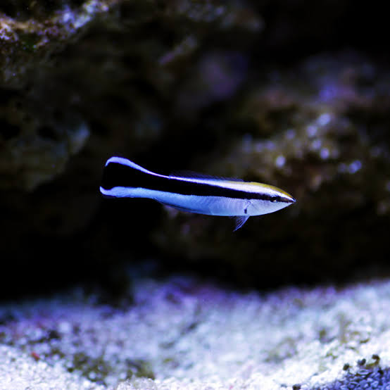 Bluestreak Cleaner Wrasse