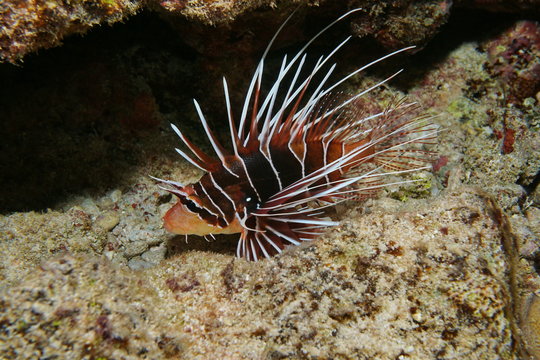 Radial firefish