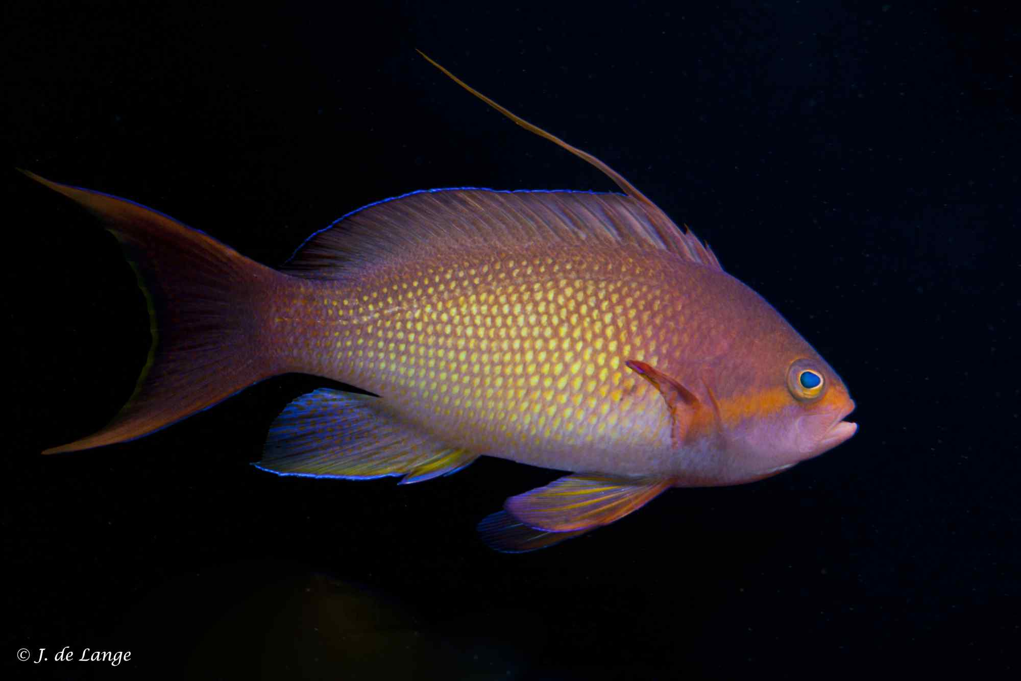 Sea Goldie