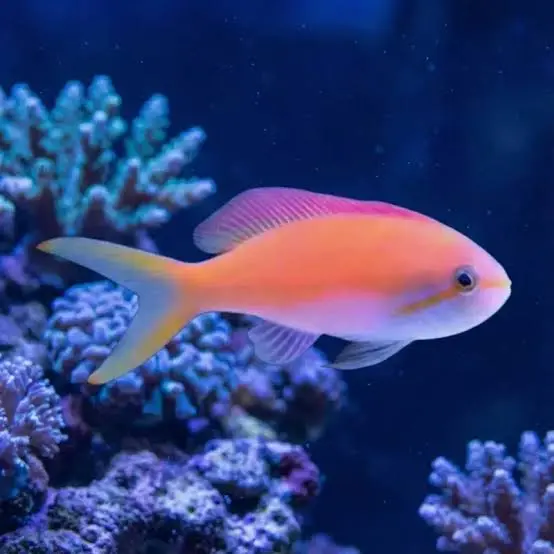 Threadfin Anthias