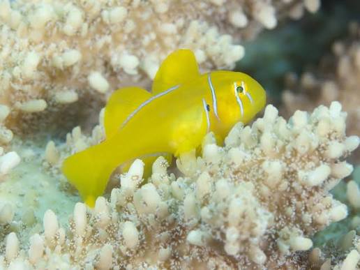 Citron Goby