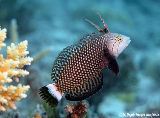 Dragon Wrasse