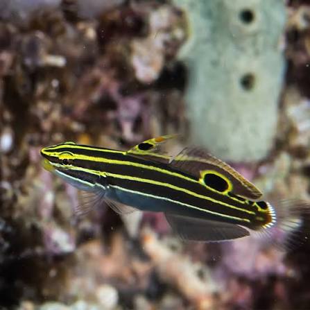 Hector's Goby