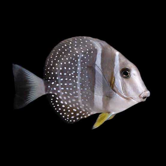 White-spotted Sergeonfish