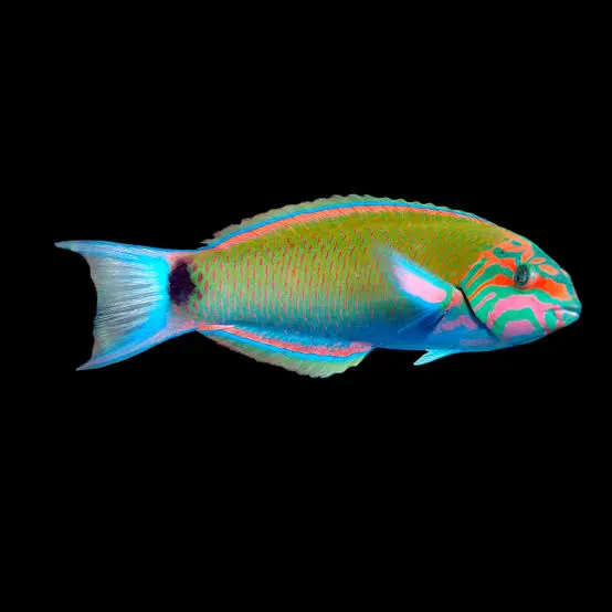 Moon Wrasse