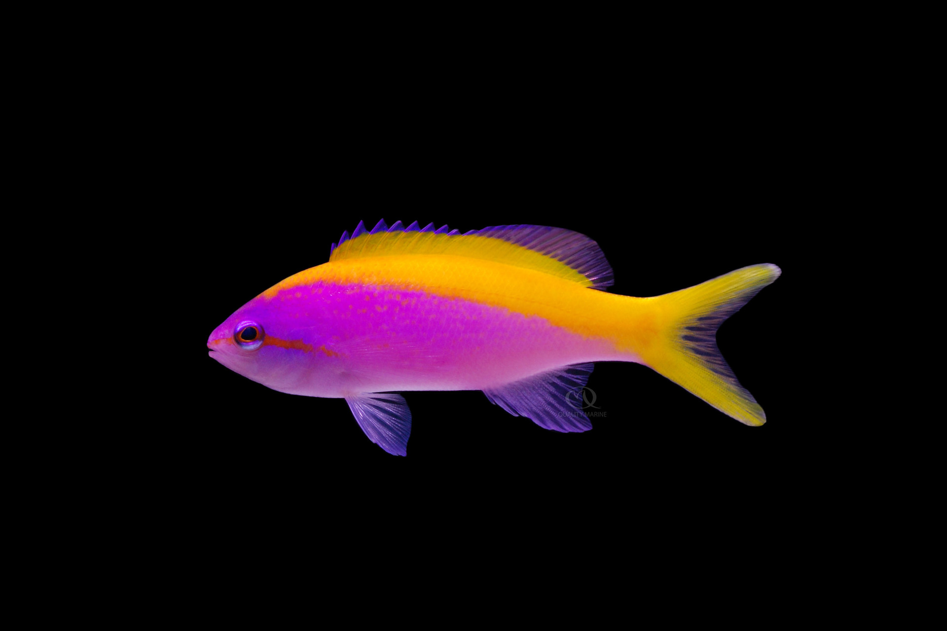 Evansi Anthias