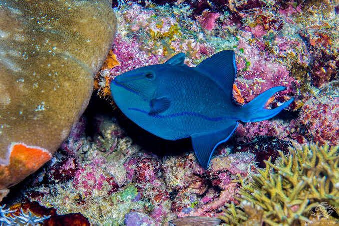 Redtooth/Niger Triggerfish
