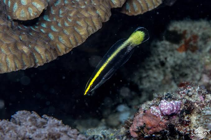 Bicolour Cleaner Wrasse
