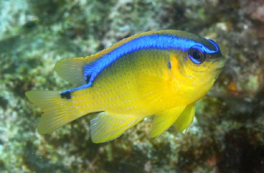 Surge damselfish