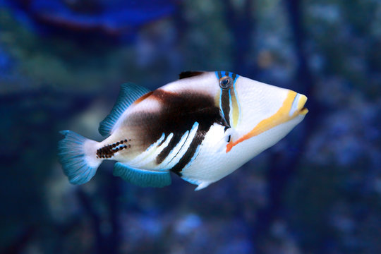 Picasso/Huma Triggerfish