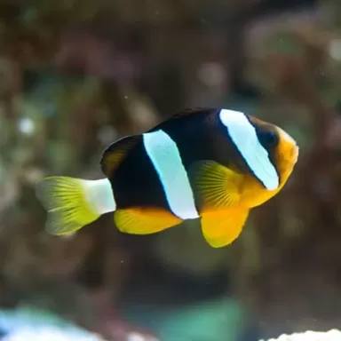 Anemonefish, clownfish