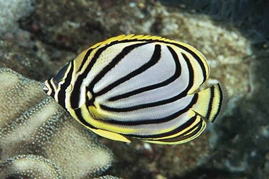 Meyers Butterflyfish
