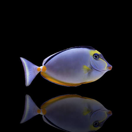 Orange-spine Unicornfish