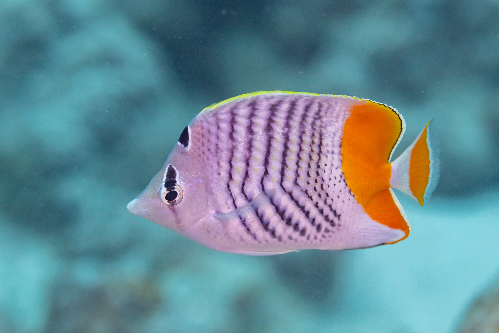 Madagascar Butterflyfish